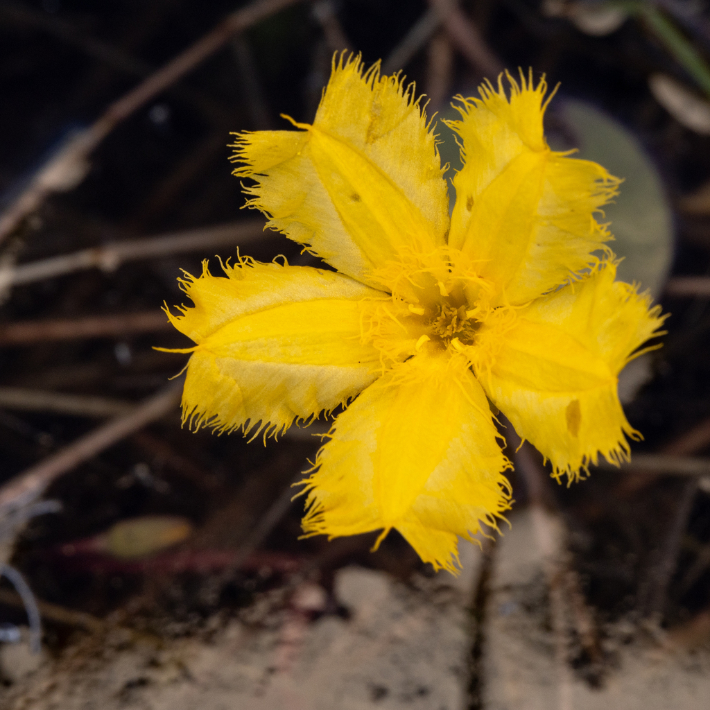 Nymphoides aurantiaca (Nymphoides aurantiaca)