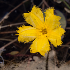 Nymphoides aurantiaca