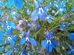 Lobelia erinus