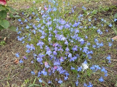 Lobelia erinus