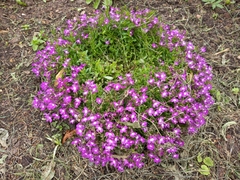 Lobelia erinus