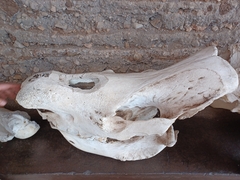Ceratotherium simum