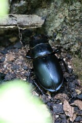 Lucanus ibericus