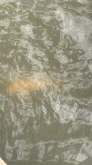 Cyprinus rubrofuscus