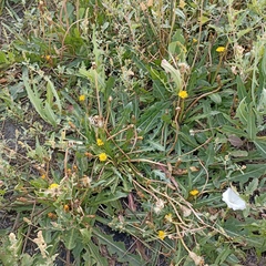 Taraxacum bessarabicum