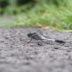 Orthetrum albistylum