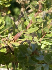 Rhopalomyia baccharis