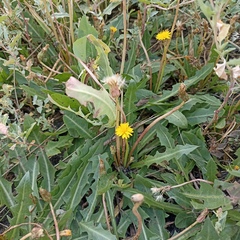 Taraxacum bessarabicum
