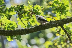 Aegithalos caudatus