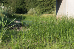 Bolboschoenus laticarpus