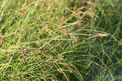 Bolboschoenus laticarpus