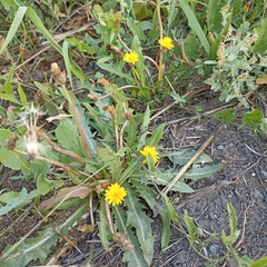 Taraxacum bessarabicum