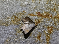 Macaria adonis