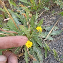 Taraxacum bessarabicum