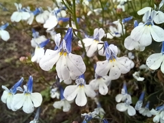 Lobelia erinus