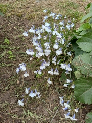 Lobelia erinus