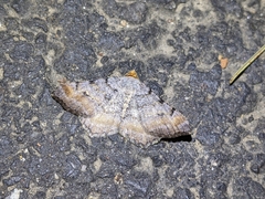 Macaria adonis