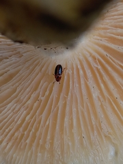 Amblyopus cinctipennis