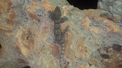 Blaesodactylus