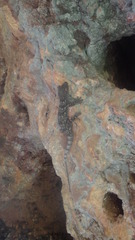 Blaesodactylus
