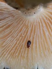 Amblyopus cinctipennis