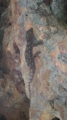 Blaesodactylus