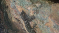 Blaesodactylus
