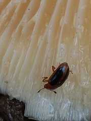 Amblyopus cinctipennis