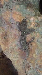Blaesodactylus