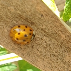 Harmonia axyridis