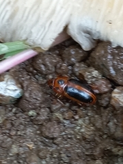 Amblyopus cinctipennis