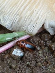 Amblyopus cinctipennis