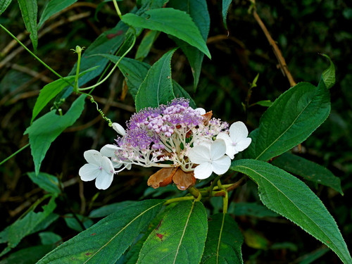 Hydrangea longifolia, photograph 4