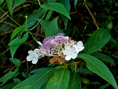 Hydrangea longifolia, photograph Jacy Chen, CC BY, iNaturalist via GBIF