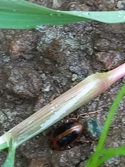 Amblyopus cinctipennis