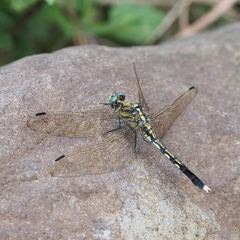 Orthetrum albistylum