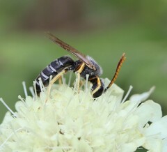 Halictus simplex