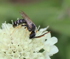 Halictus simplex