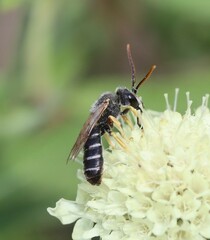 Halictus simplex