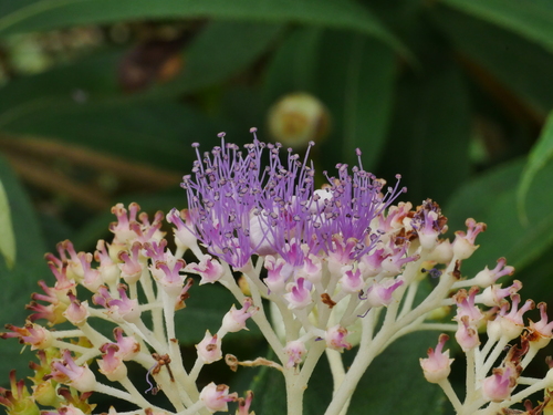 Hydrangea longifolia, photograph 5