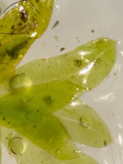 Fissidens osmundioides
