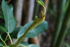 Macroglossum passalus