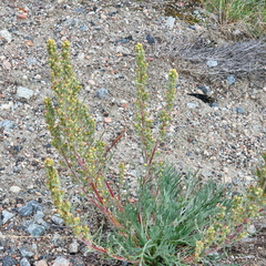 Artemisia borealis