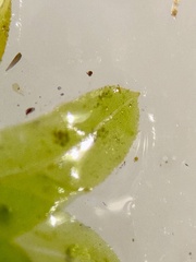 Fissidens osmundioides