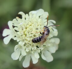 Halictus simplex