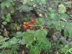 Ribes orientale