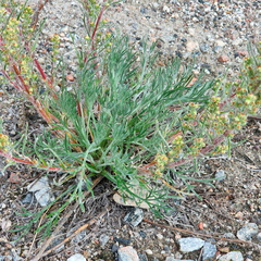 Artemisia borealis
