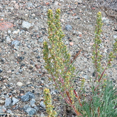 Artemisia borealis