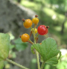 Ribes orientale