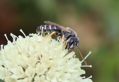 Halictus simplex